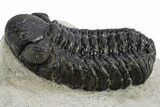 Detailed Austerops Trilobite - Nice Eye Facets #312775-2